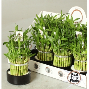 DRA LUCKY BAMBOO