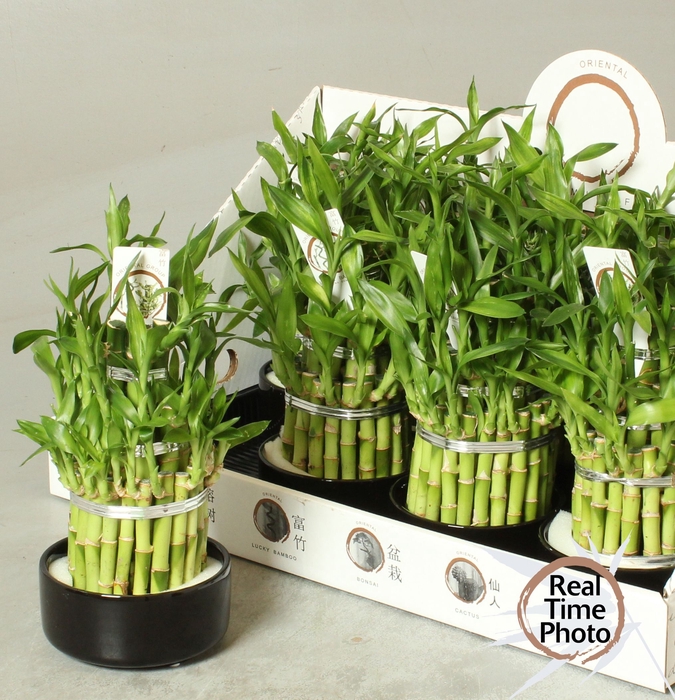 <h4>DRA LUCKY BAMBOO</h4>