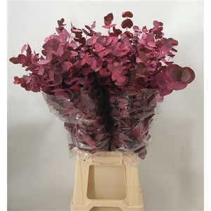 Euca Col Cinerea Pink