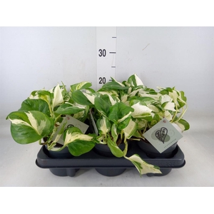 Epipremnum pinn. 'Manjula'