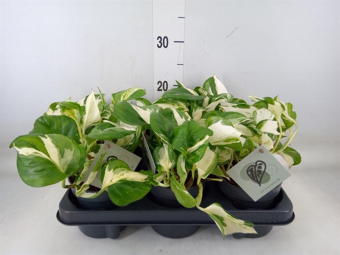 <h4>Epipremnum pinn. 'Manjula'</h4>