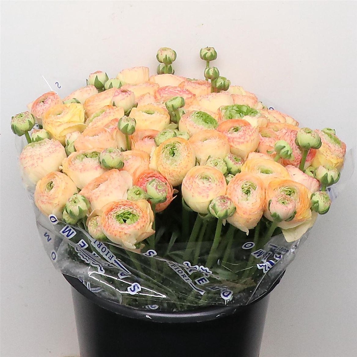 <h4>Ran Su Sr Venere Peach/pink Super</h4>