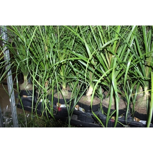 BEAUCARNEA P17