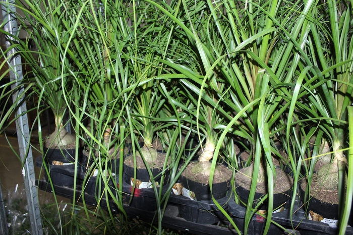 <h4>BEAUCARNEA P17</h4>