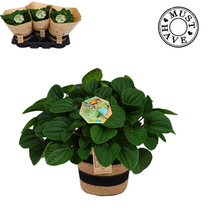 Peperomia ''Rana Verde'' in Jutte Mand 'Must Have'