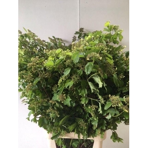 VIBURNUM OPULUS BLOEIEND