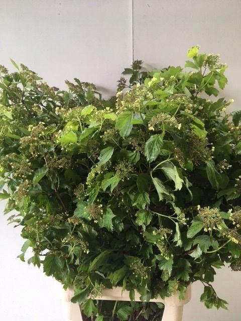 <h4>VIBURNUM OPULUS BLOEIEND</h4>