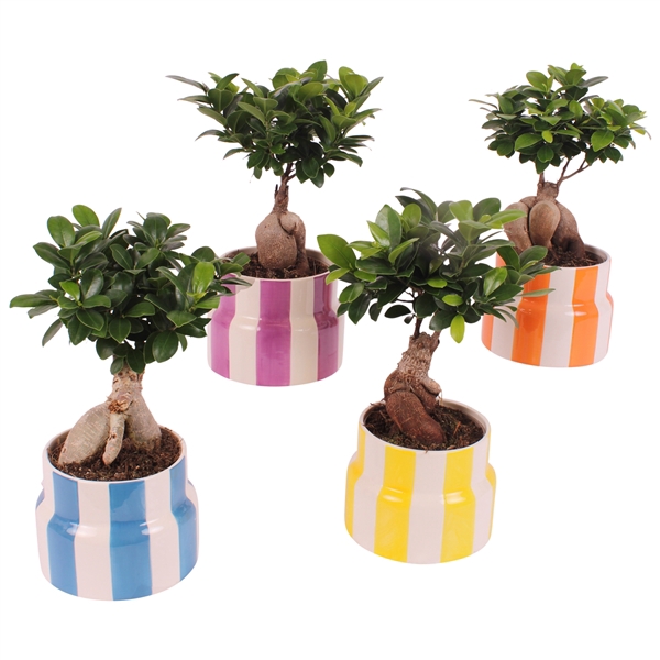 <h4>Ficus m. Ginseng Ball Shape Ø12cm in Ø15cm Ceramic EV563</h4>