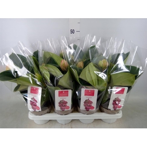 Medinilla magn. 'Candy'