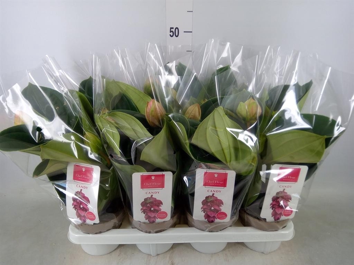 <h4>Medinilla magn. 'Candy'</h4>