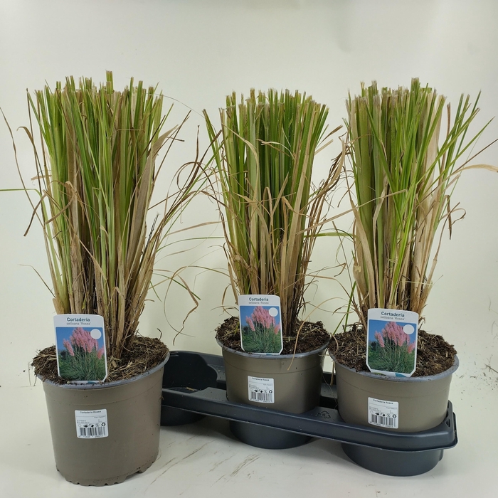 <h4>CORTA SE ROSEA</h4>