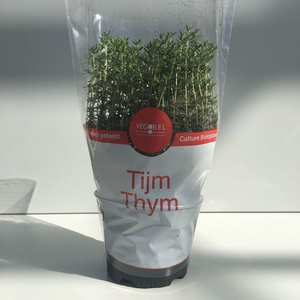 Tijm Gestekt P12
