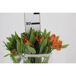 ALSTROEMERIA CINNAMON 080 CM