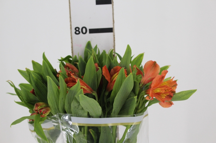 <h4>ALSTROEMERIA CINNAMON 080 CM</h4>