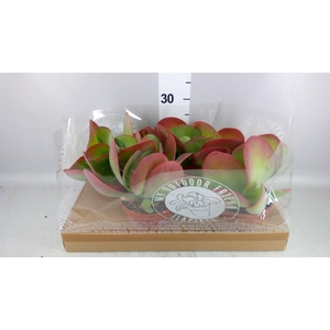Kalanchoe NF thyrsiflora