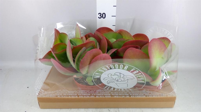 <h4>Kalanchoe NF thyrsiflora</h4>