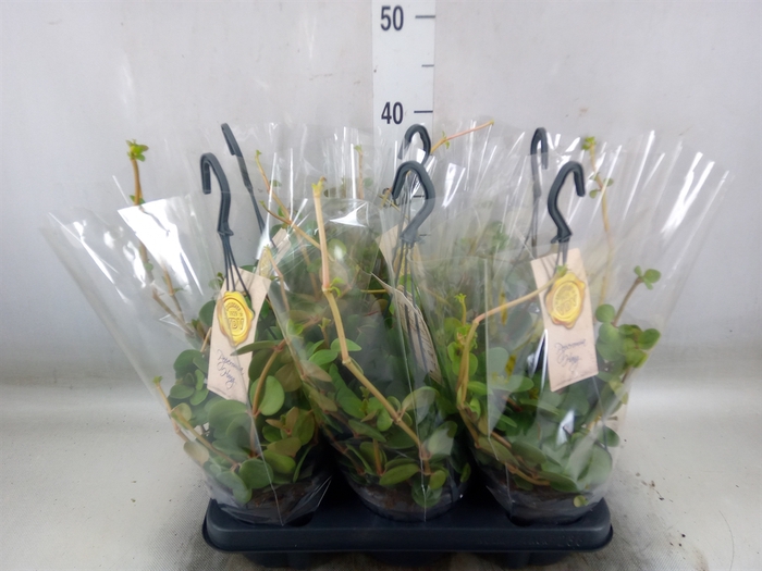 <h4>Peperomia tetraphylla 'Hope'</h4>