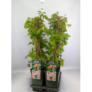 Fruit trees and shrubs   ...