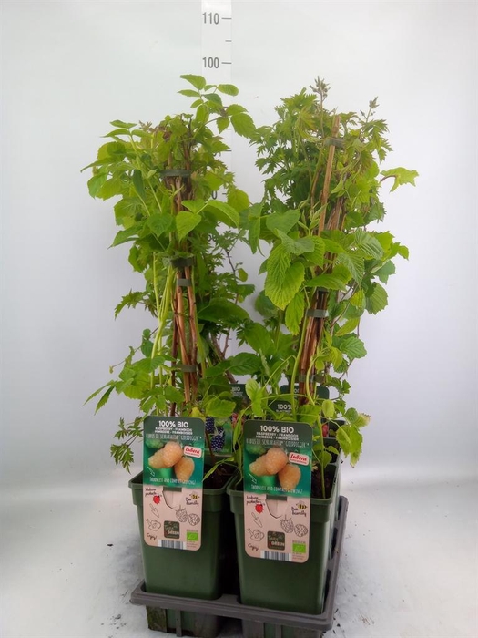 <h4>Fruit trees and shrubs   ...</h4>