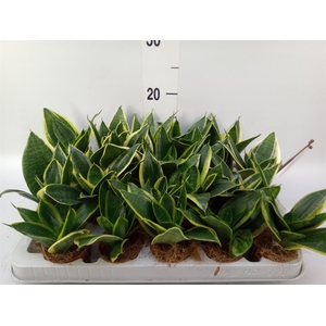 Sansevieria trifa. 'Golden Hahnii'