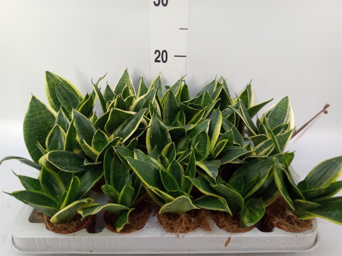 <h4>Sansevieria trifa. 'Golden Hahnii'</h4>