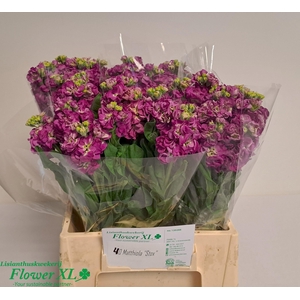 MATTH STOX DEEP ROSE