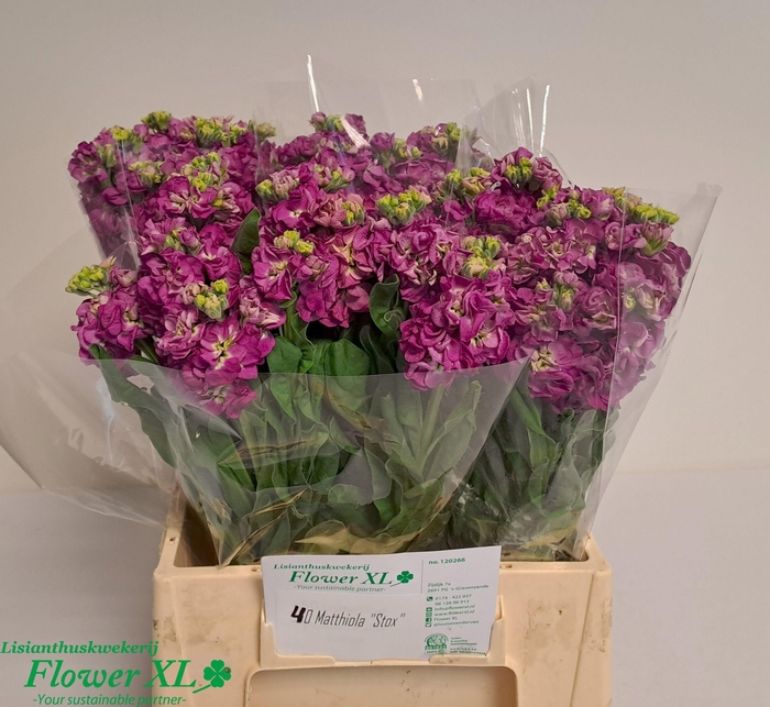 <h4>MATTH STOX DEEP ROSE</h4>