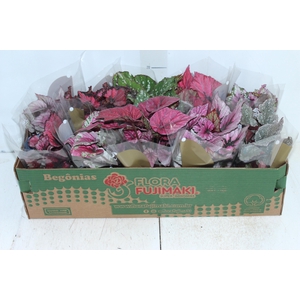 BEGONIA BELEAF P11 PO