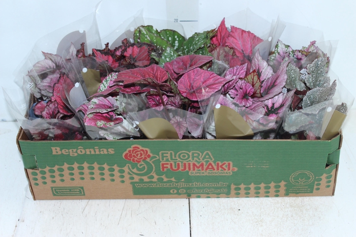 <h4>BEGONIA BELEAF P11 PO</h4>