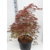 Acer palmatum 'Ornatum'