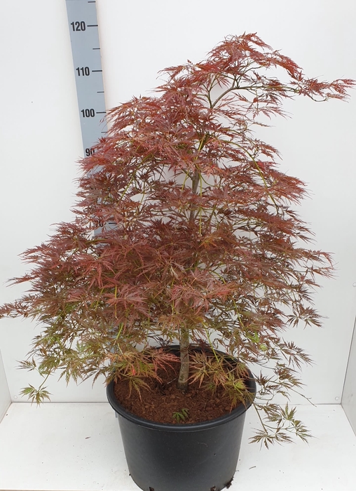 Acer palmatum 'Ornatum'