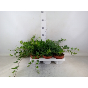 Hedera helix 'Shamrock'