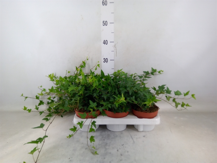 <h4>Hedera helix 'Shamrock'</h4>