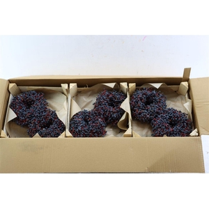 Wr Sierfruit Mini Pyracantha 12 Cm