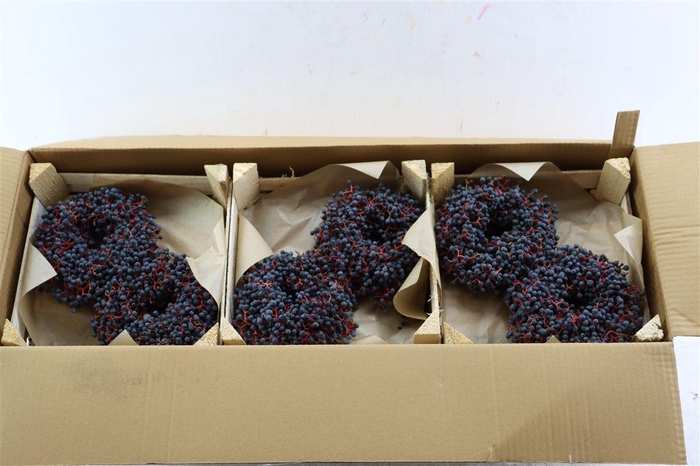 <h4>Wr Sierfruit Mini Pyracantha 12 Cm</h4>