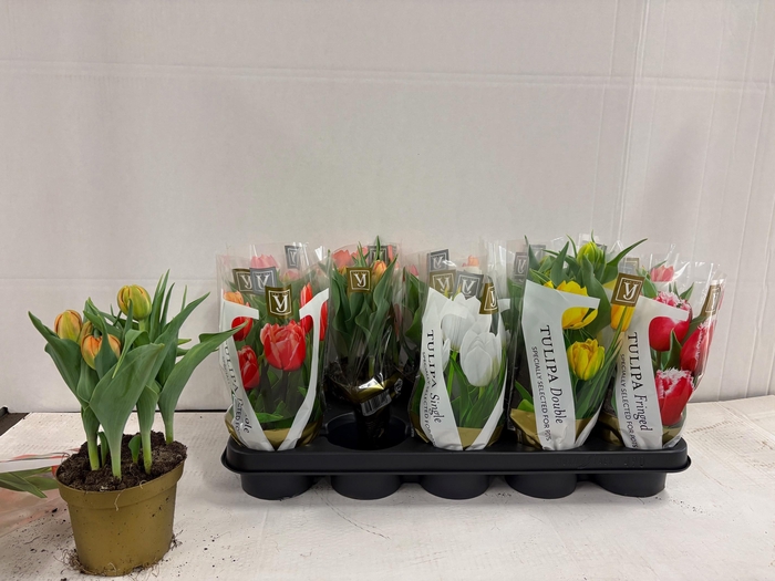 <h4>TUL PRINCESS GEM</h4>