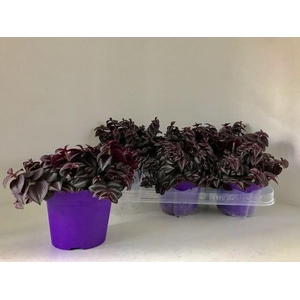 Tradescantia overig