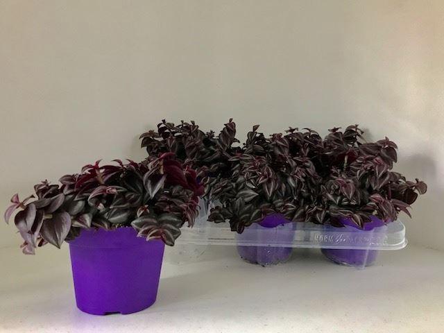 <h4>Tradescantia overig</h4>