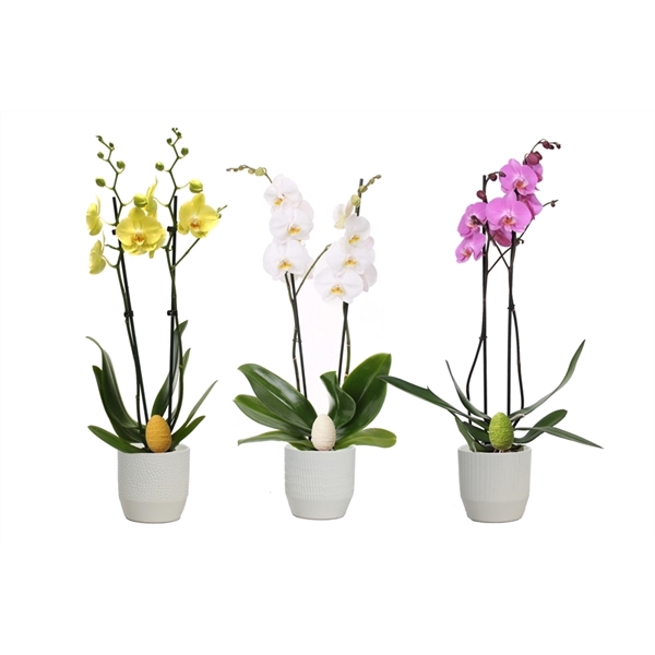 <h4>Tirza p12 vanille mix Phal mix 2T14+</h4>