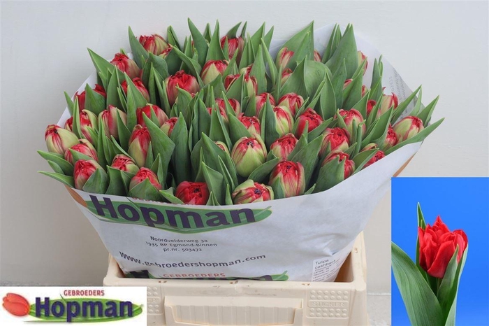 <h4>Tu Du Cashback</h4>