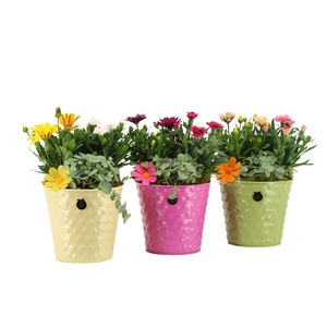 31677: Outdoor summer arrangement