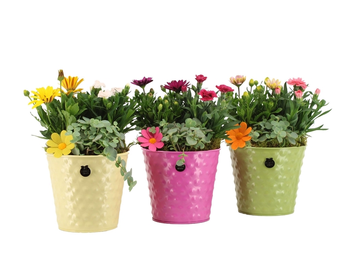 <h4>31677: Outdoor summer arrangement</h4>