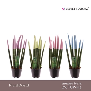 Sansevieria VELVET TOUCHZ® Pastel mix