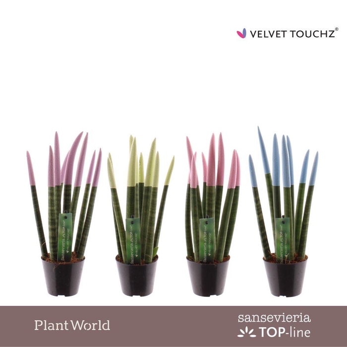 <h4>Sansevieria VELVET TOUCHZ® Pastel mix</h4>