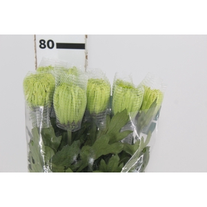 ANASTASIA DARK GREEN 080 CM VERDE