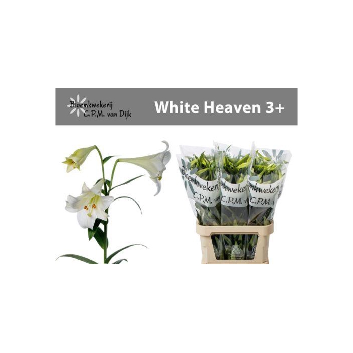 <h4>Li Lf White Heaven</h4>
