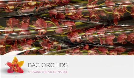 <h4>Cymb T Grand Canyon</h4>