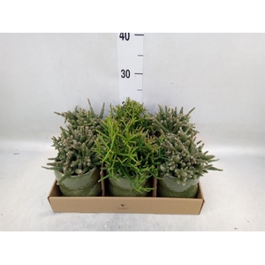 Rhipsalis   ...mix