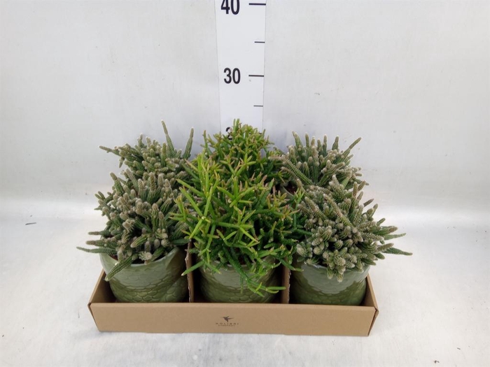 <h4>Rhipsalis   ...mix</h4>