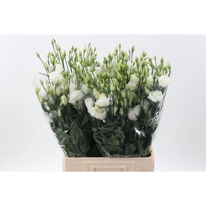 LIS G ROSITA WHITE EUS G ROSI WHITE